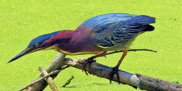 mosaic collection image