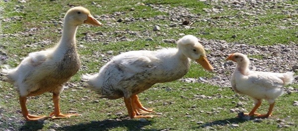 mosaic collection image