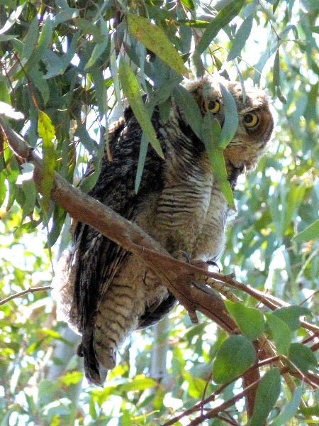 mosaic collection image