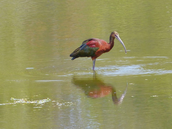 mosaic collection image