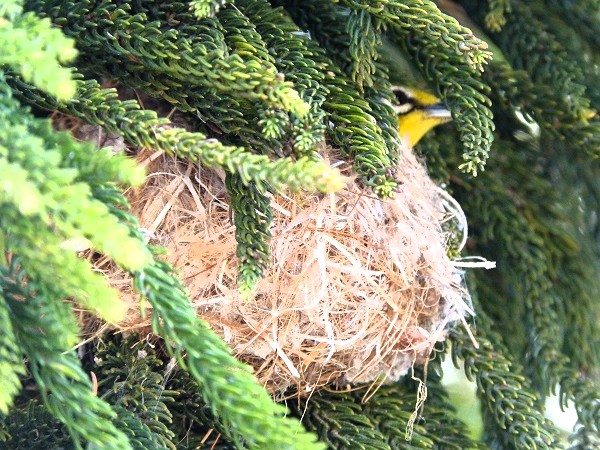 mosaic collection image