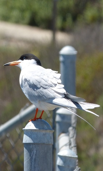 mosaic collection image