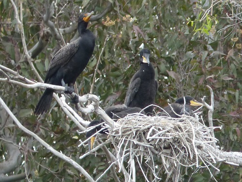 mosaic collection image