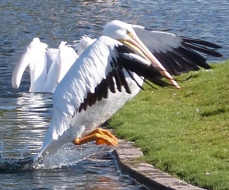 mosaic collection image