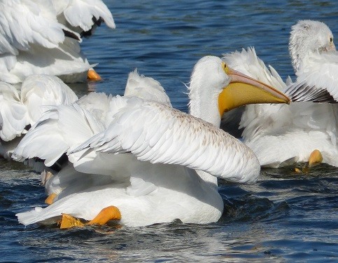 mosaic collection image