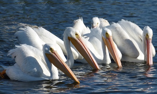 mosaic collection image