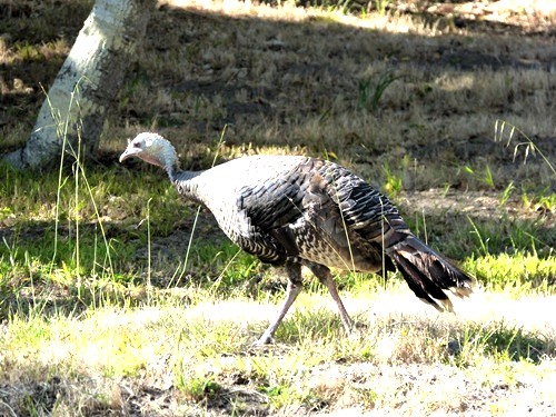 mosaic collection image