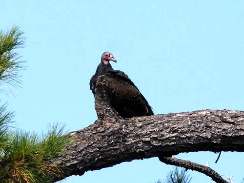 mosaic collection image