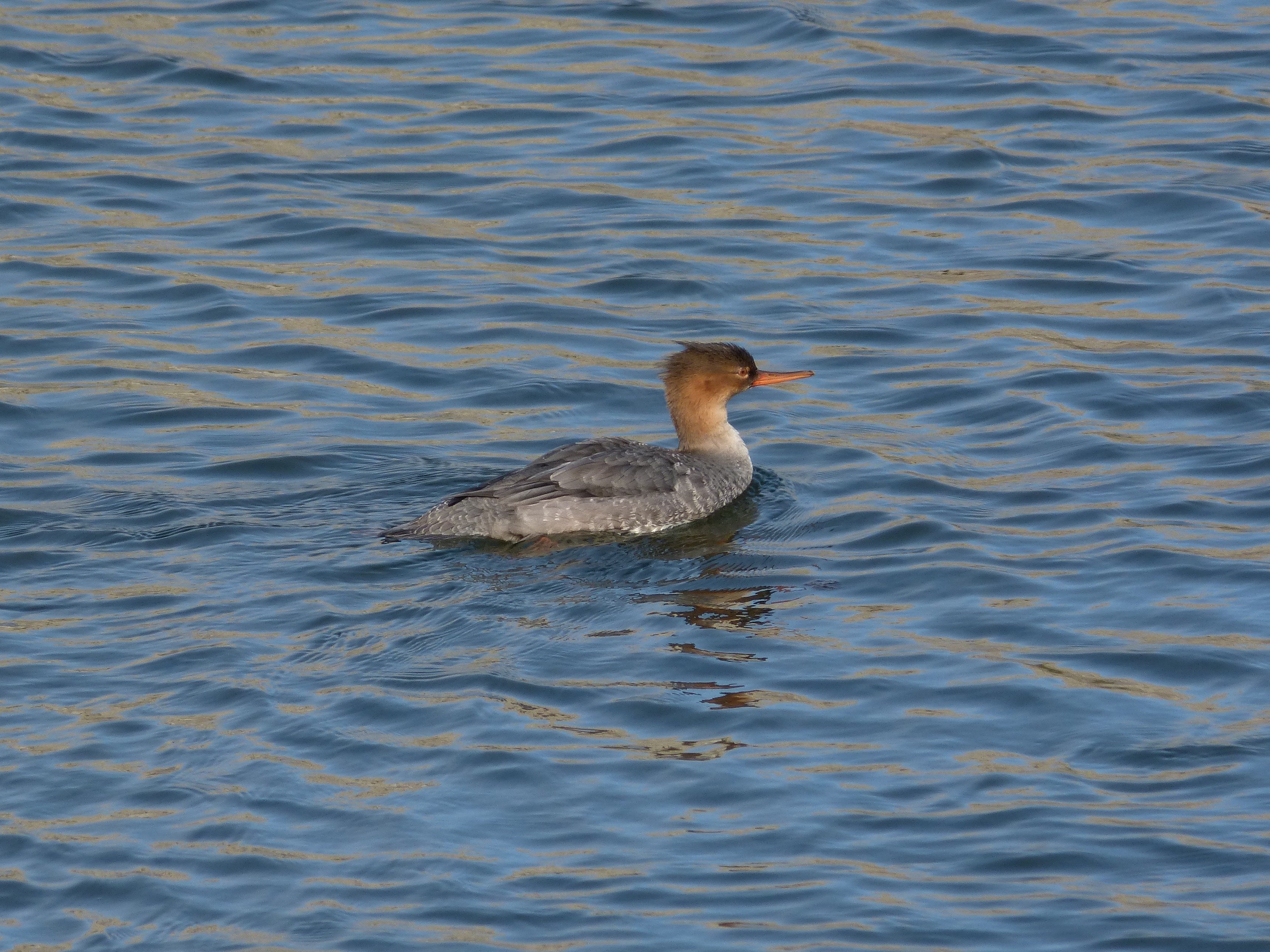 mosaic collection image