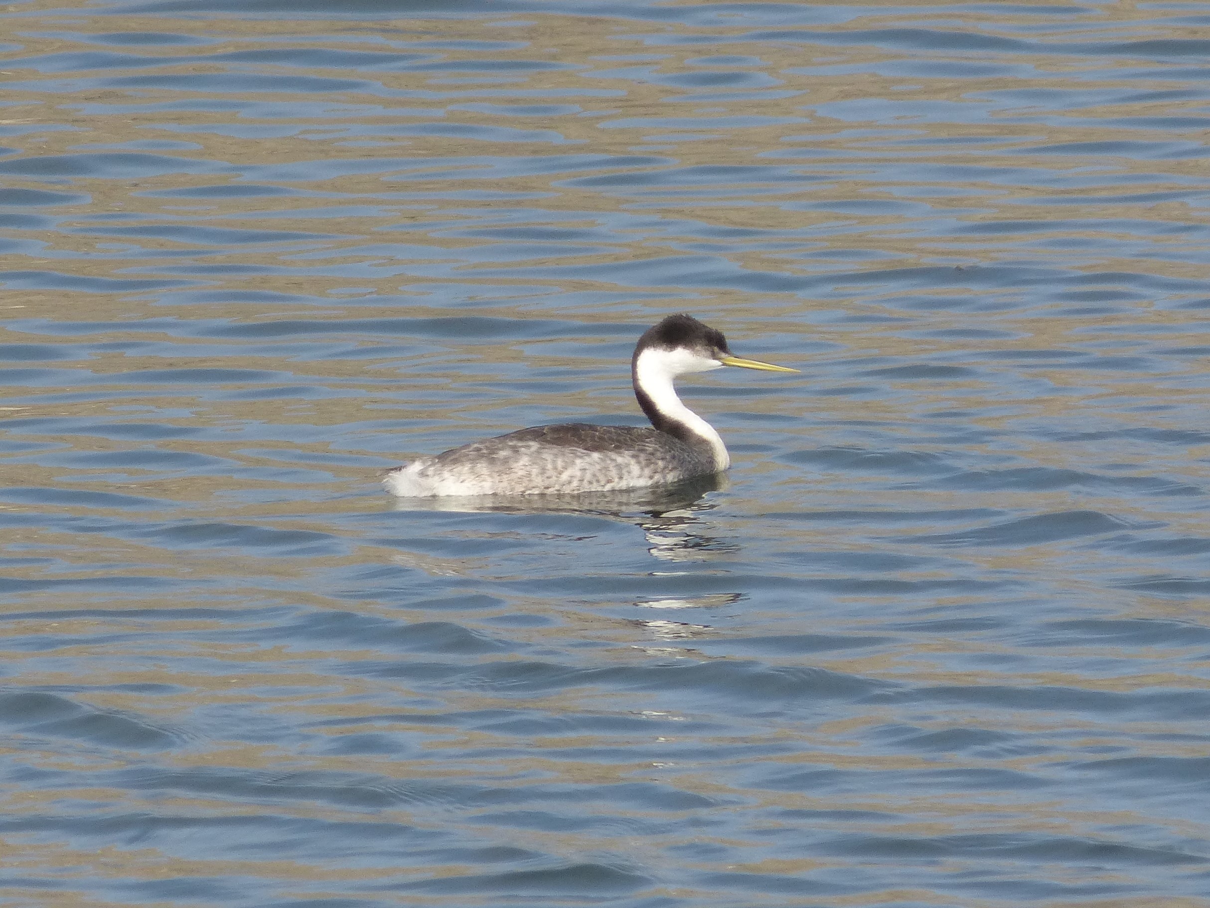 mosaic collection image