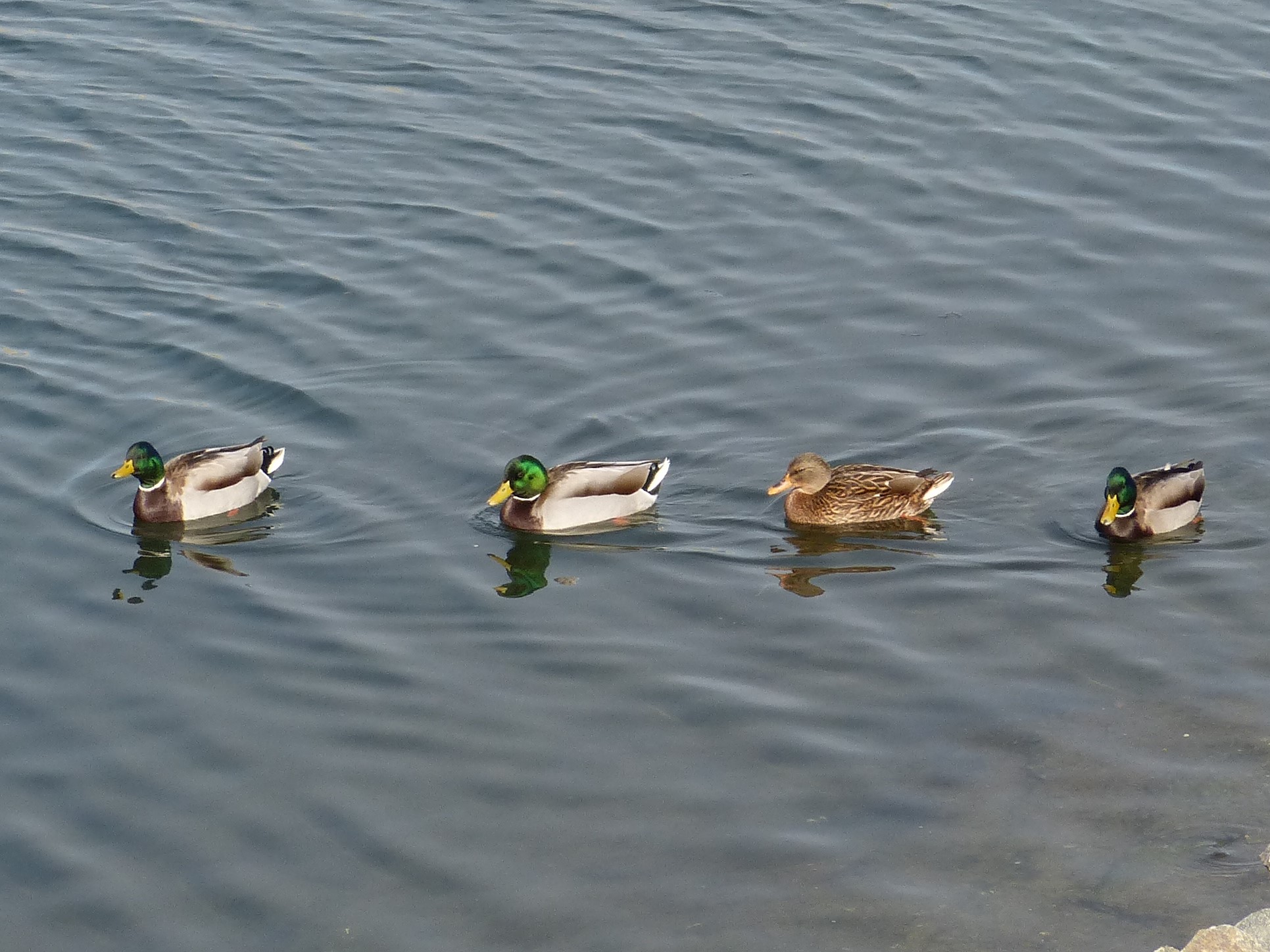 mosaic collection image