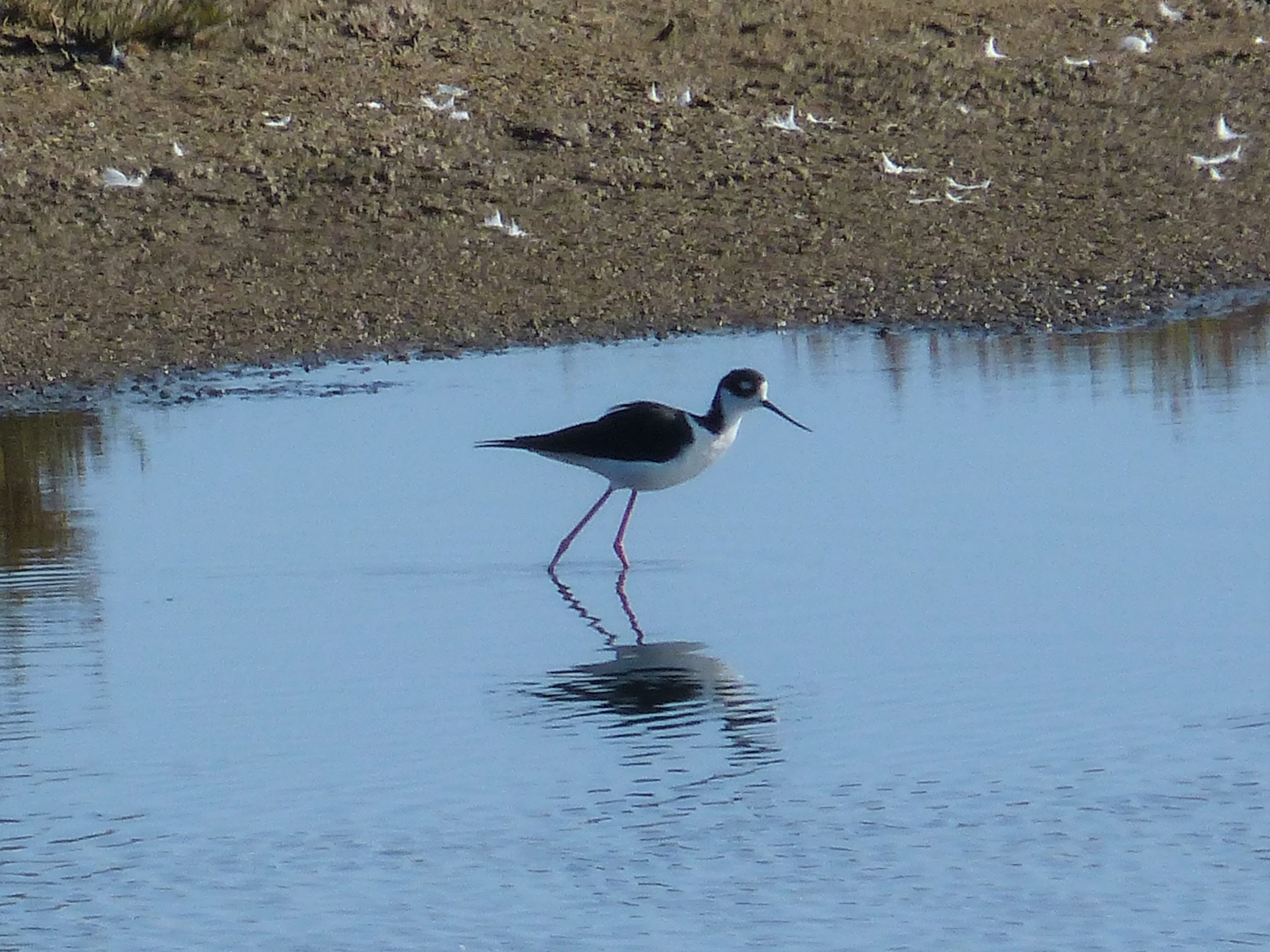 mosaic collection image