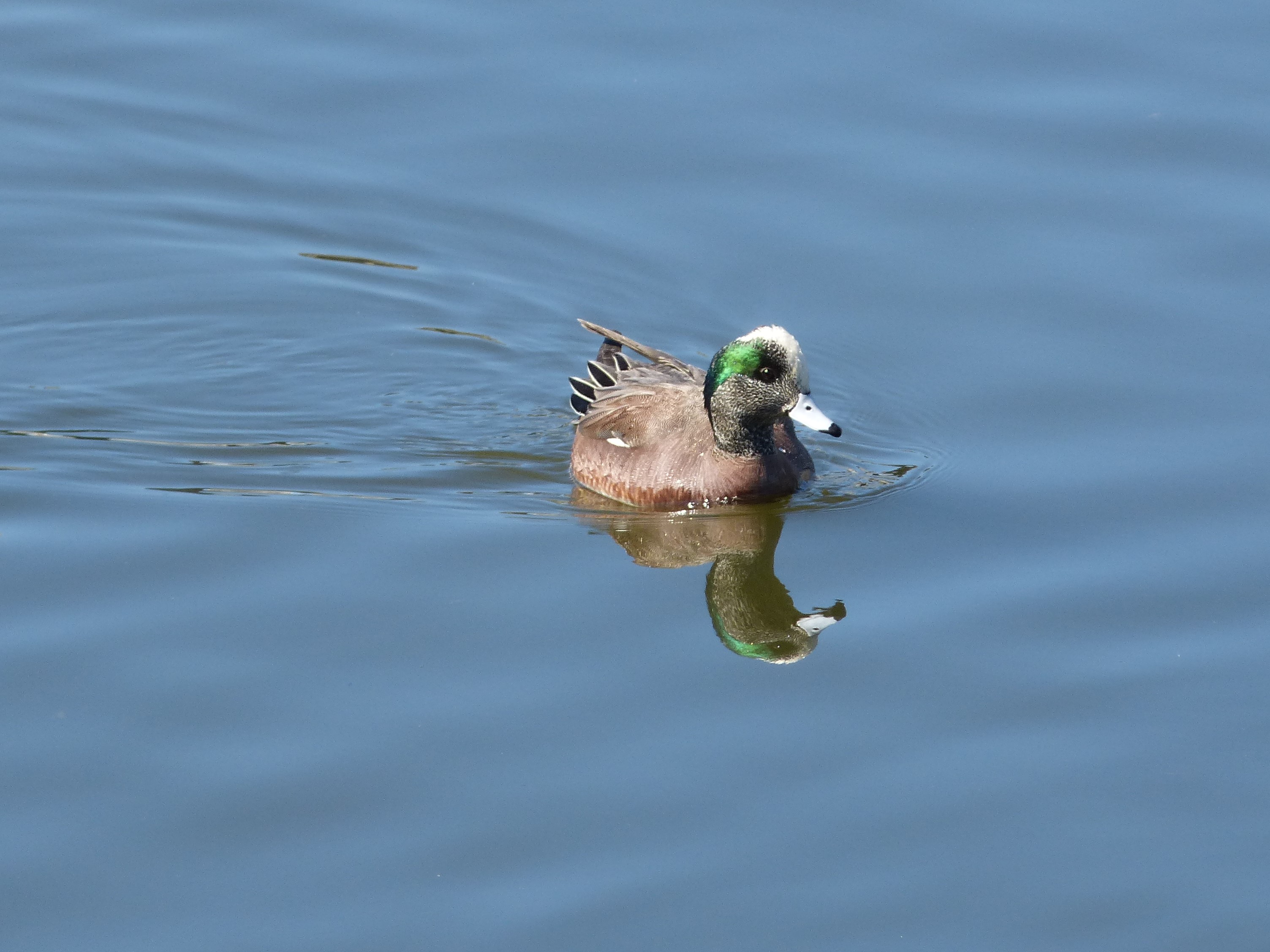 mosaic collection image