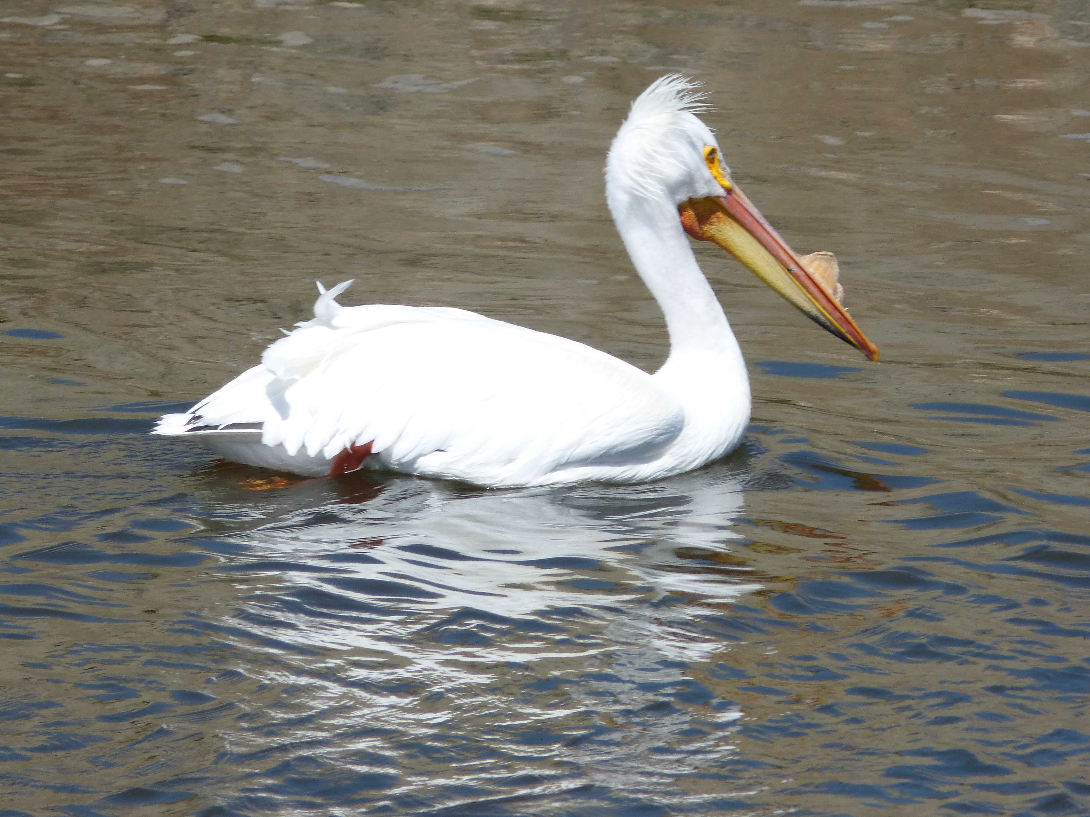 mosaic collection image