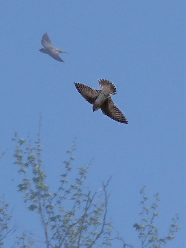 mosaic collection image