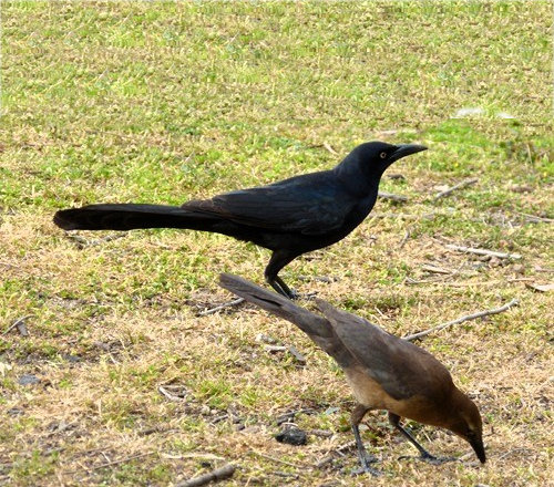 mosaic collection image