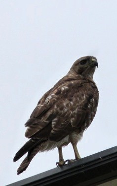 mosaic collection image