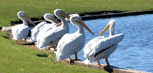 mosaic collection image