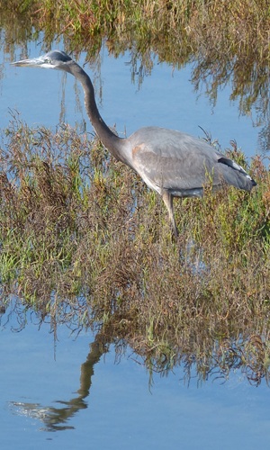 mosaic collection image