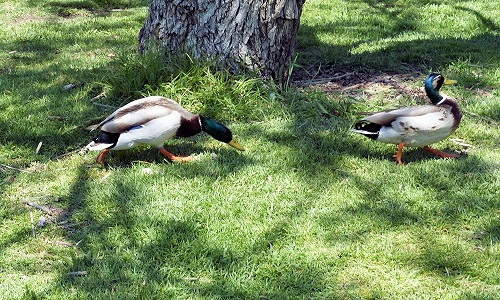 mosaic collection image