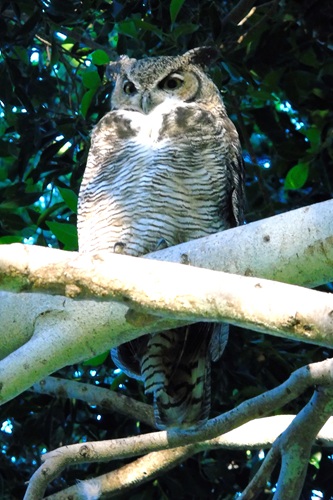 mosaic collection image