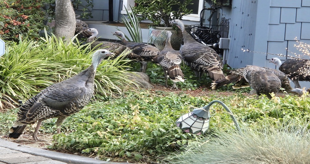 mosaic collection image