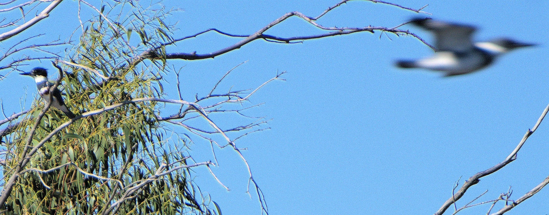 mosaic collection image