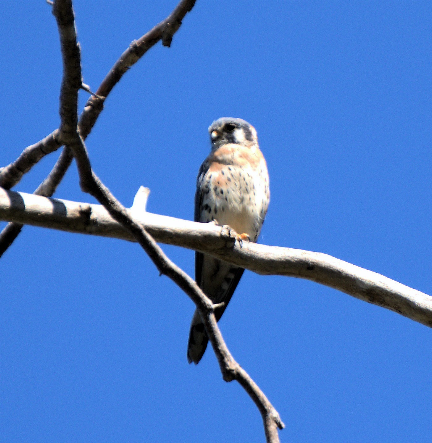 mosaic collection image