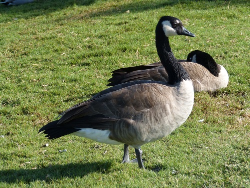 mosaic collection image