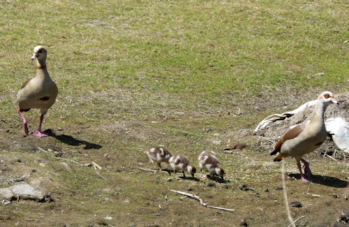 mosaic collection image