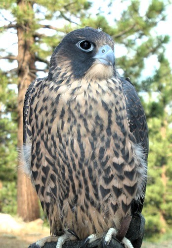 mosaic collection image