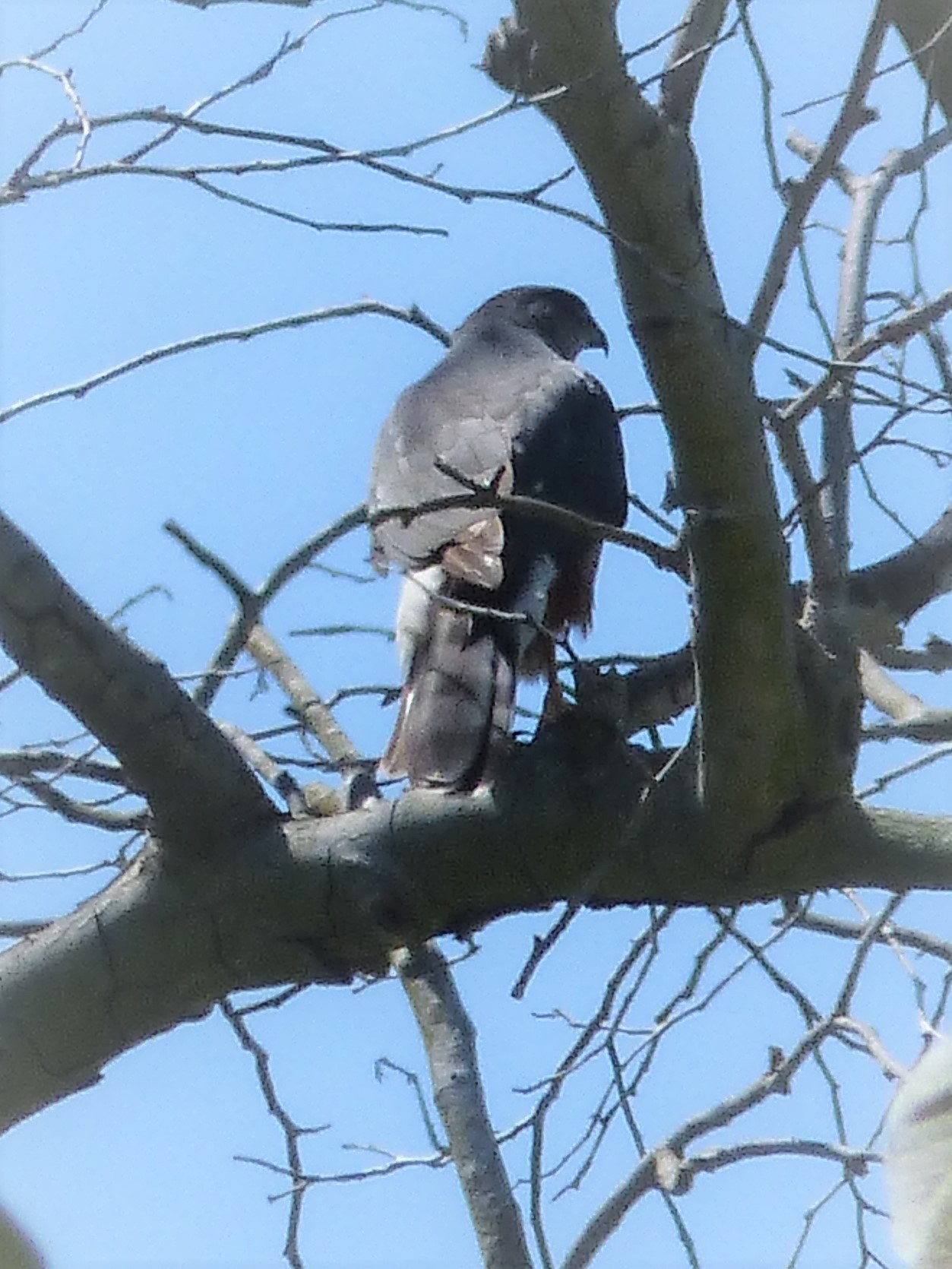 mosaic collection image