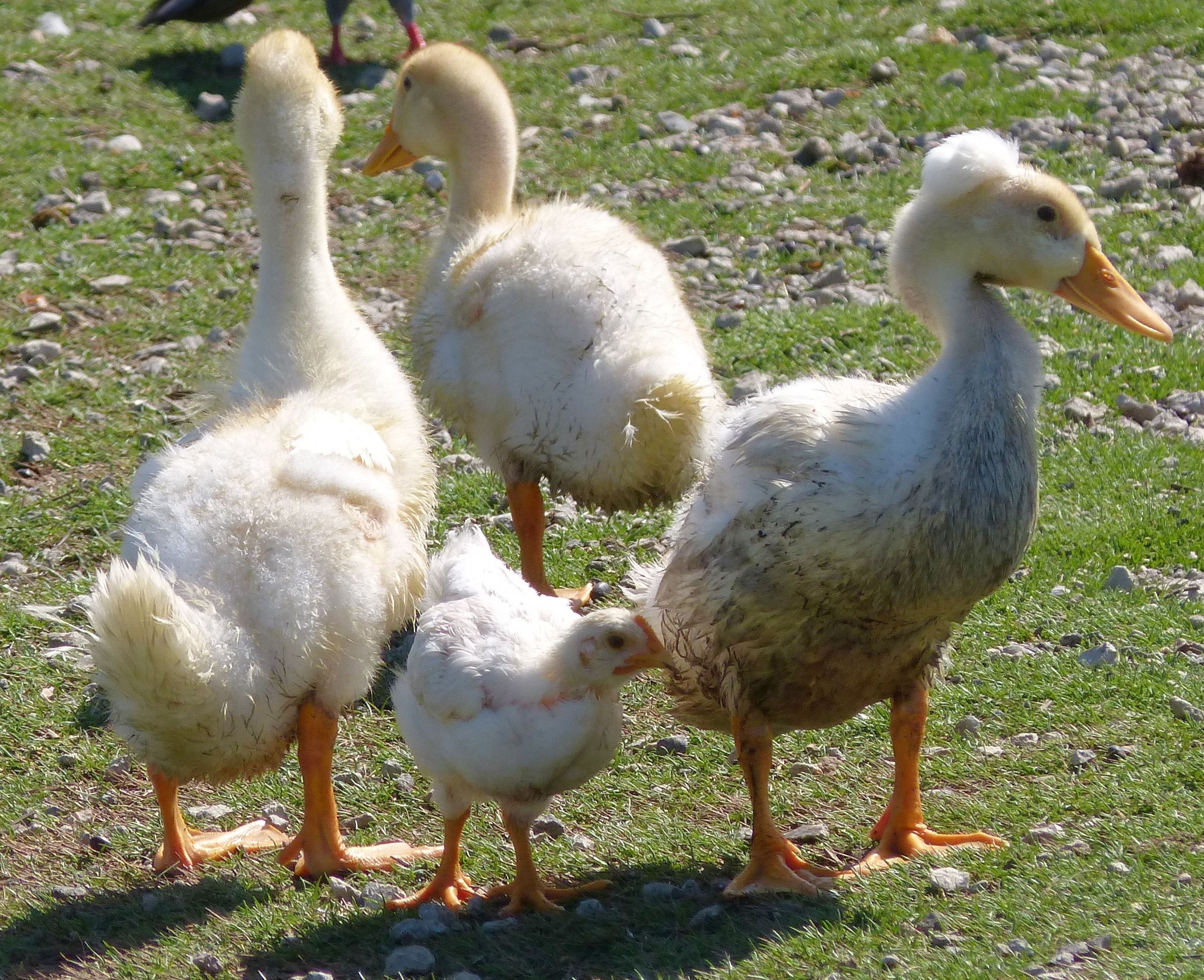 mosaic collection image