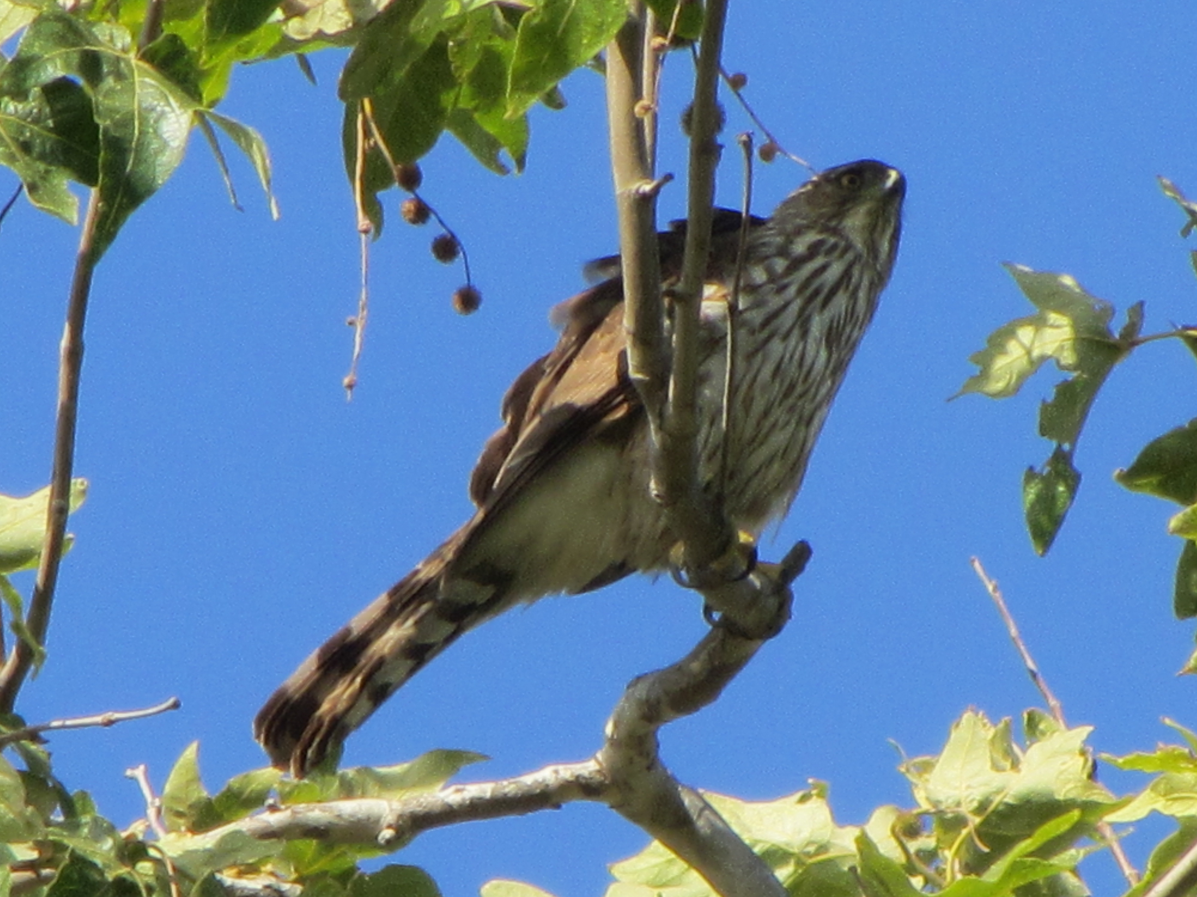 mosaic collection image