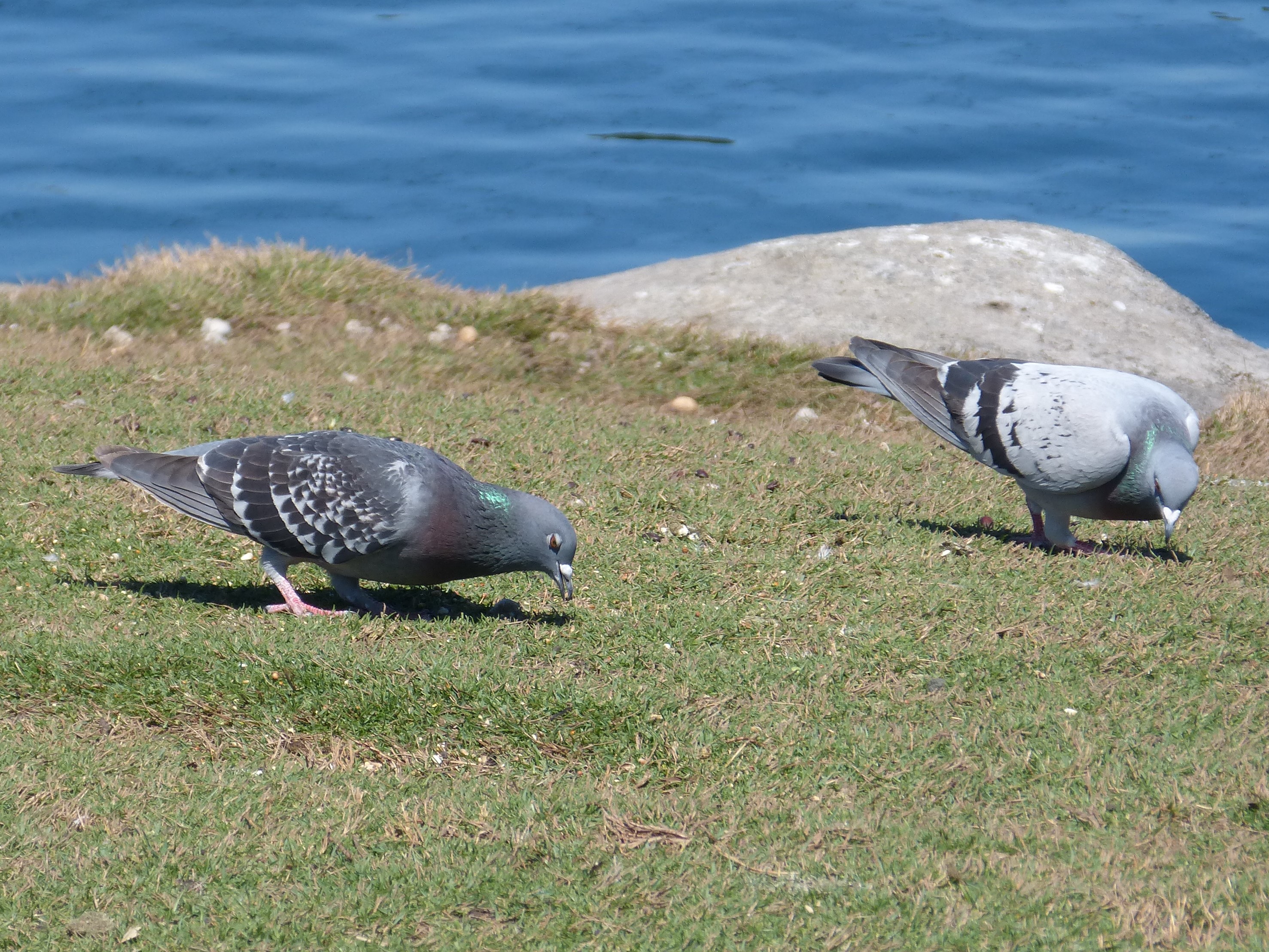 mosaic collection image