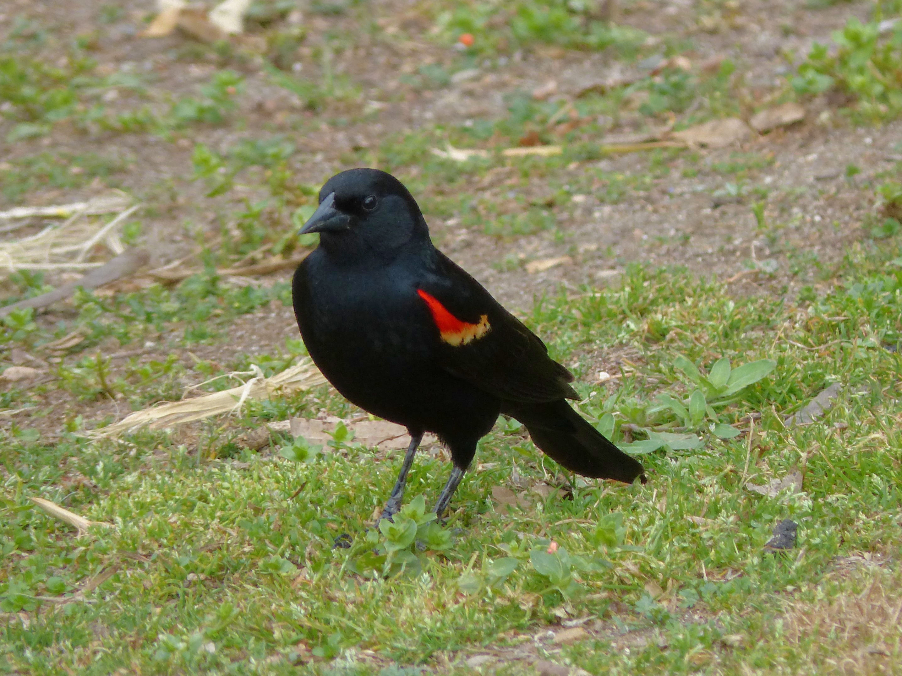 mosaic collection image