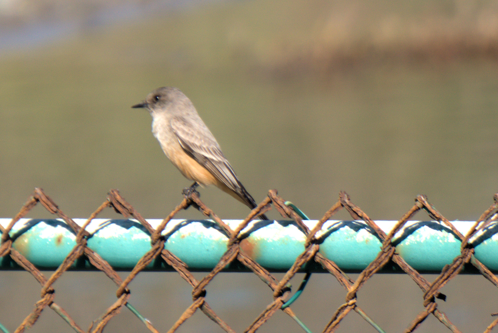 mosaic collection image