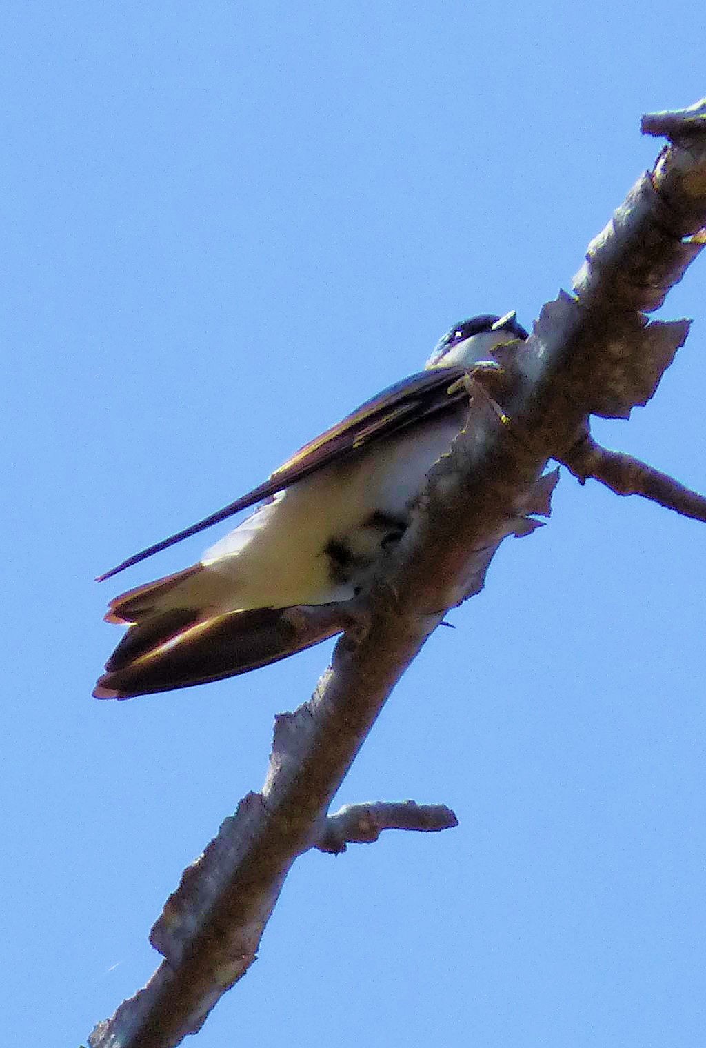 mosaic collection image