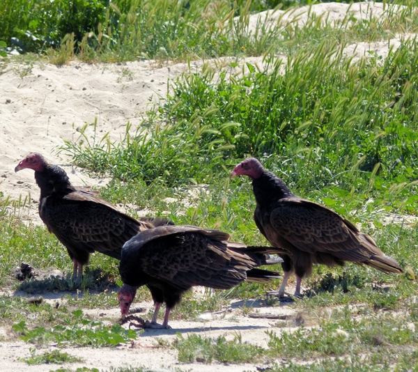 mosaic collection image