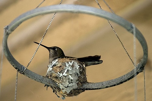 mosaic collection image