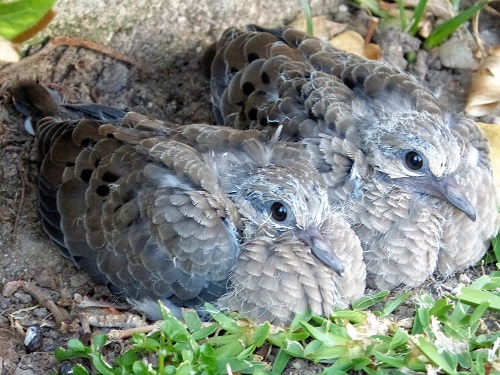 mosaic collection image