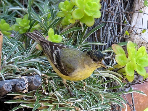 mosaic collection image