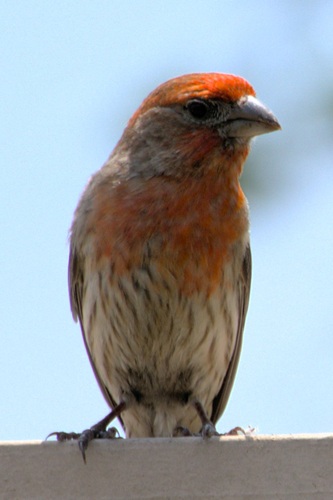 mosaic collection image