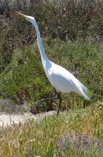 mosaic collection image