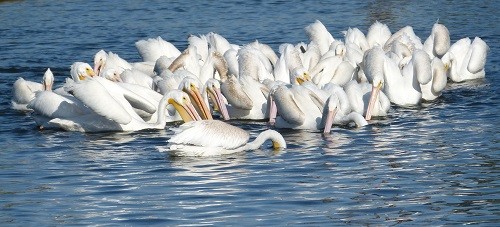 mosaic collection image