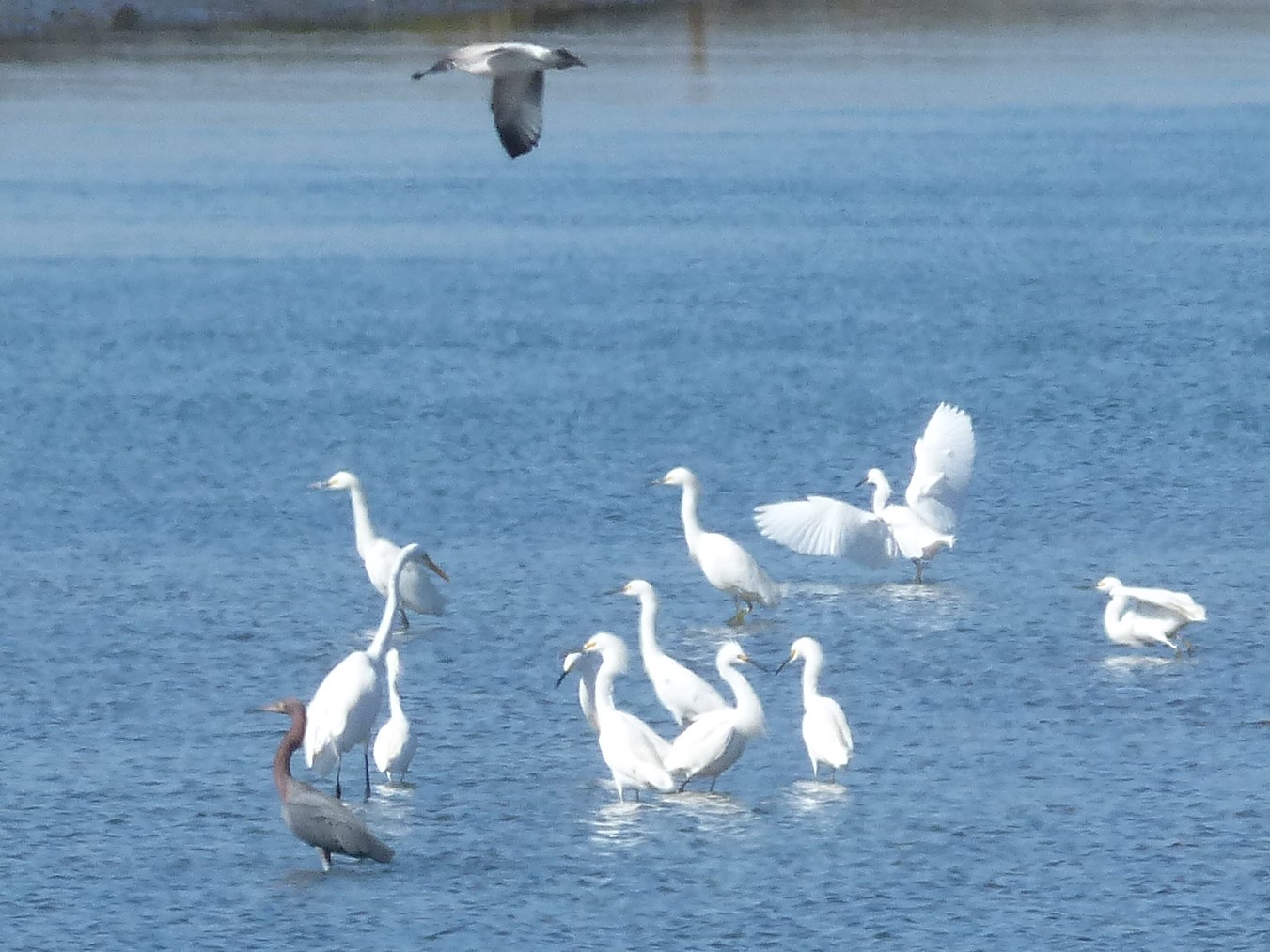 mosaic collection image