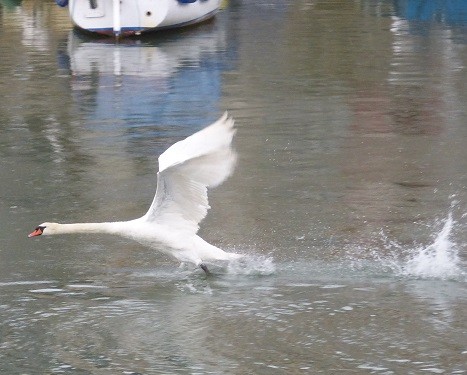 mosaic collection image