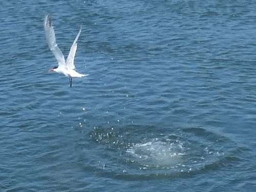 mosaic collection image