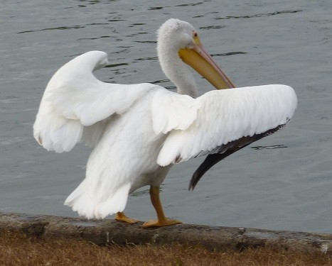 mosaic collection image