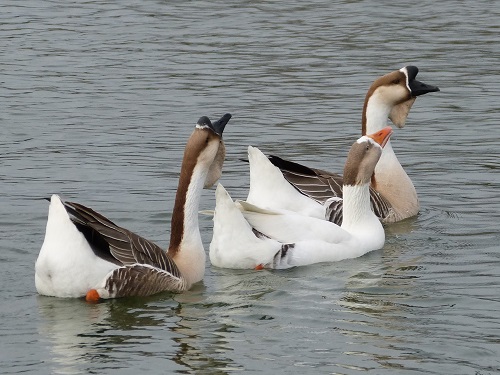 mosaic collection image